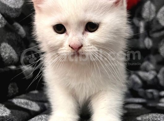 Efsane Bri̇ti̇sh Shorthai̇r Kar Beyazi görsel