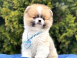 Safkan Pomeranian Teddy Boo Yavrularımız