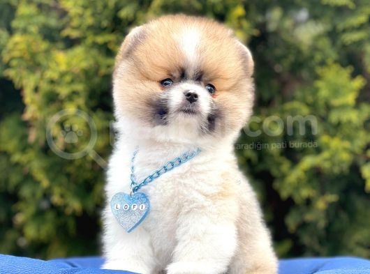Safkan Pomeranian Teddy Boo Yavrularımız görsel