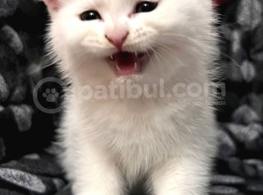 Efsane Bri̇ti̇sh Shorthai̇r Kar Beyazi