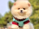 Ayıcık Sevimli Mini Boy Yavrular