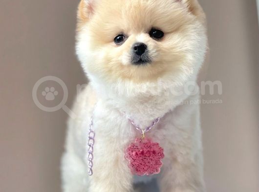 Safkan Pomeranian Teddy Boo Yavrularımız görsel