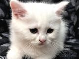 Efsane Bri̇ti̇sh Shorthai̇r Kar Beyazi