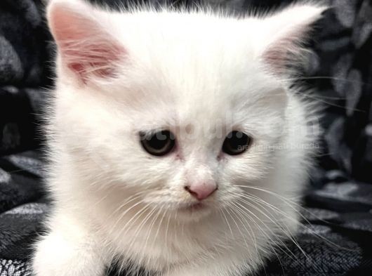 Efsane Bri̇ti̇sh Shorthai̇r Kar Beyazi görsel