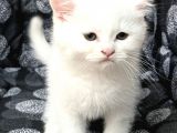 Efsane Bri̇ti̇sh Shorthai̇r Kar Beyazi