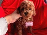 Red Brown Toy Poodle Yavrular