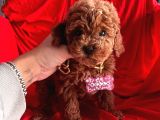 Red Brown Toy Poodle Yavrular