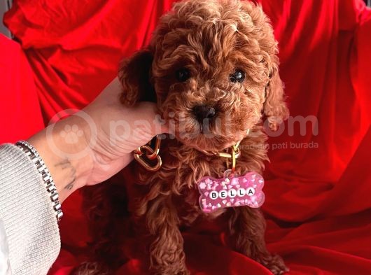 Red Brown Toy Poodle Yavrular görsel