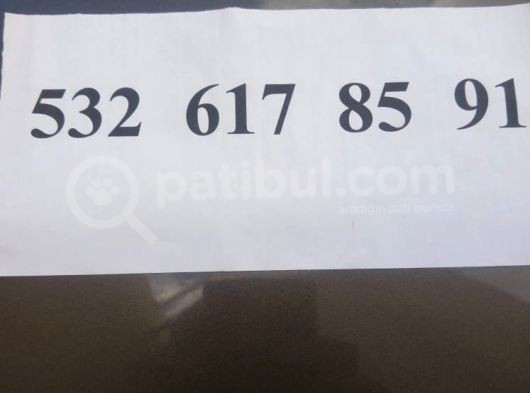 Balıkesir Merkezde Pug görsel