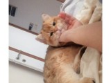 British Shorthair Golden