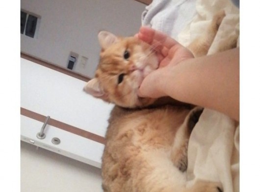 British Shorthair Golden görsel