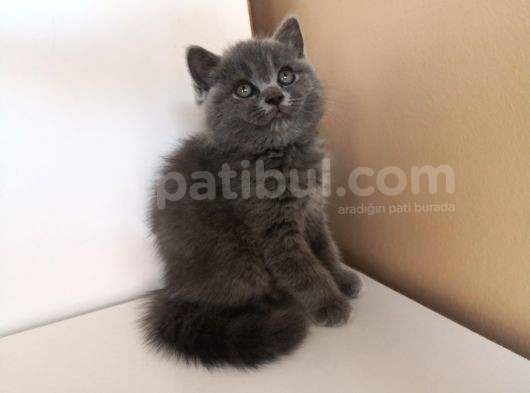 Efsane Bri̇ti̇sh Shorthai̇r görsel