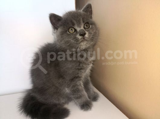 Efsane Bri̇ti̇sh Shorthai̇r görsel