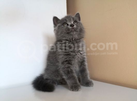 Efsane Bri̇ti̇sh Shorthai̇r görsel