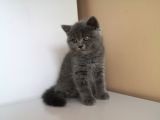 Efsane Bri̇ti̇sh Shorthai̇r
