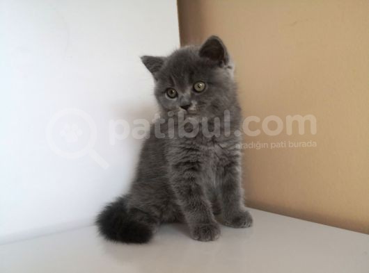 Efsane Bri̇ti̇sh Shorthai̇r görsel