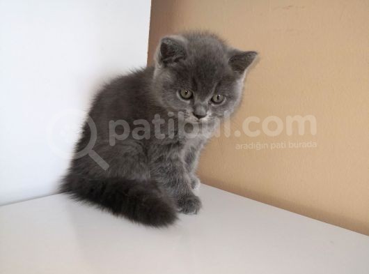 Efsane Bri̇ti̇sh Shorthai̇r görsel