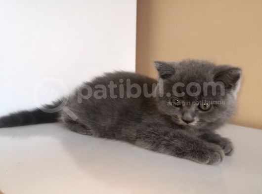 Efsane Bri̇ti̇sh Shorthai̇r görsel