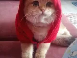 British Shorthair Golden