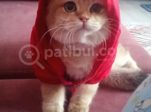 British Shorthair Golden
