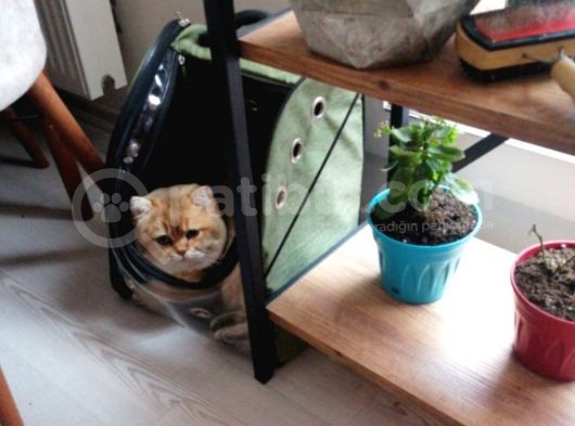 British Shorthair Golden görsel