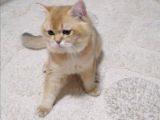 British Shorthair Golden