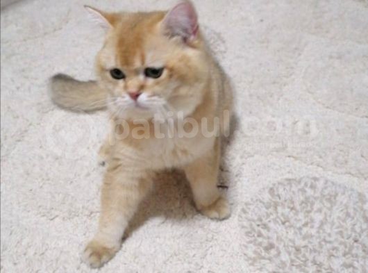 British Shorthair Golden görsel