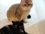 British Shorthair Golden