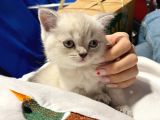 Safkan Şecereli Scottish Fold Ve Straight Dişi/Ekek Yavrular