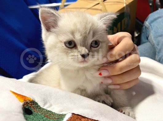 Safkan Şecereli Scottish Fold Ve Straight Dişi/Ekek Yavrular