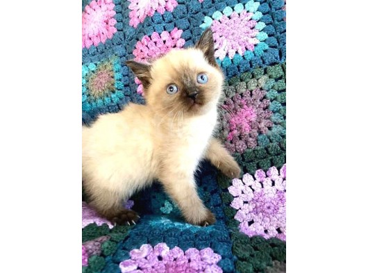 Safkan Şecereli Scottish Fold Ve Straight Dişi/Ekek Yavrular görsel