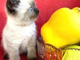Safkan Şecereli Scottish Fold Ve Straight Dişi/Ekek Yavrular