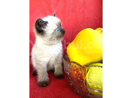 Safkan Şecereli Scottish Fold Ve Straight Dişi/Ekek Yavrular görsel