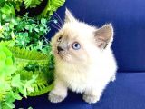 Safkan Şecereli Scottish Fold Ve Straight Dişi/Ekek Yavrular