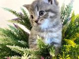 Safkan Şecereli Scottish Fold Ve Straight Dişi/Ekek Yavrular
