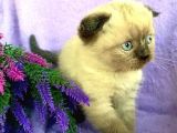 Safkan Şecereli Scottish Fold Ve Straight Dişi/Ekek Yavrular