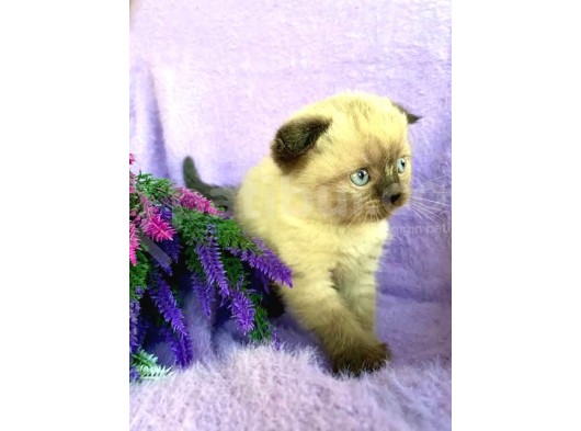 Safkan Şecereli Scottish Fold Ve Straight Dişi/Ekek Yavrular görsel