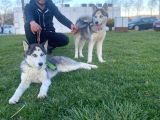 Dişi 5 Aylık 2 Sibirya Kurdu Aşıları Tam Temel İtaat Var