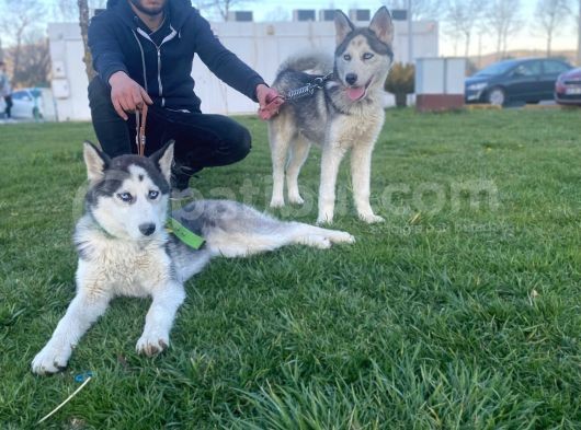 Dişi 5 Aylık 2 Sibirya Kurdu Aşıları Tam Temel İtaat Var görsel