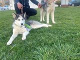 Dişi 5 Aylık 2 Sibirya Kurdu Aşıları Tam Temel İtaat Var