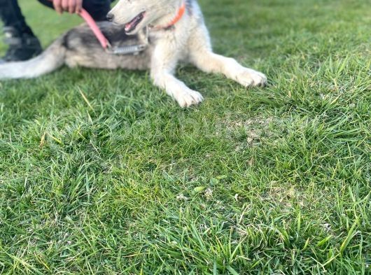 Dişi 5 Aylık 2 Sibirya Kurdu Aşıları Tam Temel İtaat Var görsel