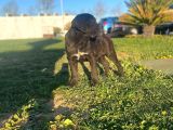 Show Kalite De Irkın En İyi Temsilcilerinden Cane Corso
