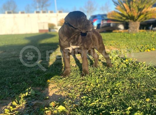 Show Kalite de Irkın En İyi Temsilcilerinden Cane Corso