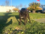 Show Kalite De Irkın En İyi Temsilcilerinden Cane Corso