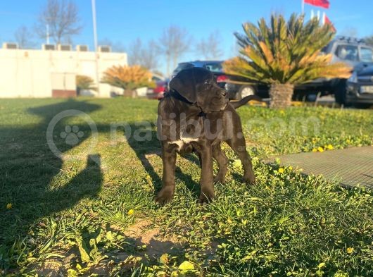 Show Kalite De Irkın En İyi Temsilcilerinden Cane Corso görsel