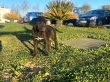 Show Kalite De Irkın En İyi Temsilcilerinden Cane Corso