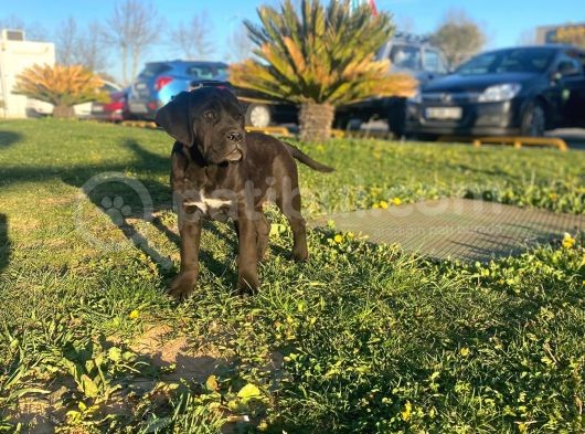 Show Kalite De Irkın En İyi Temsilcilerinden Cane Corso görsel