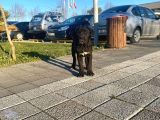 Show Kalite De Irkın En İyi Temsilcilerinden Cane Corso
