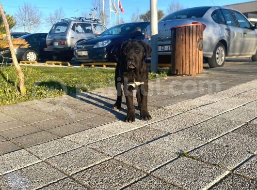 Show Kalite De Irkın En İyi Temsilcilerinden Cane Corso görsel