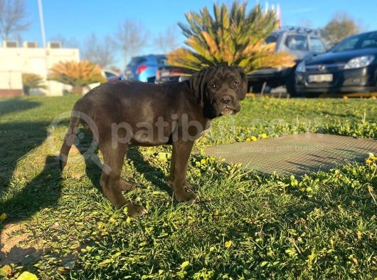 Show Kalite De Irkın En İyi Temsilcilerinden Cane Corso görsel